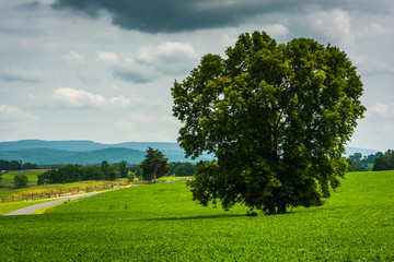 Tree and road in a field, at Antietam National Battlefield, Mary