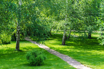 Obraz premium garden birch tree back yard