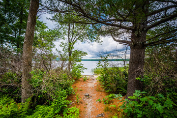 Trees along the shore of Massabesic Lake, in Auburn, New Hampshi