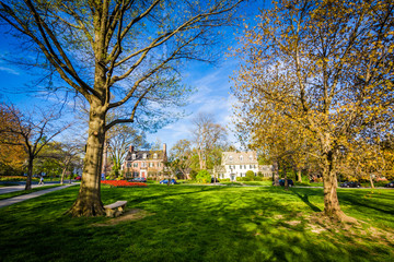 Trees at Sherwood Gardens Park, in Baltimore, Maryland.