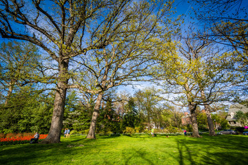Trees at Sherwood Gardens Park, in Baltimore, Maryland.
