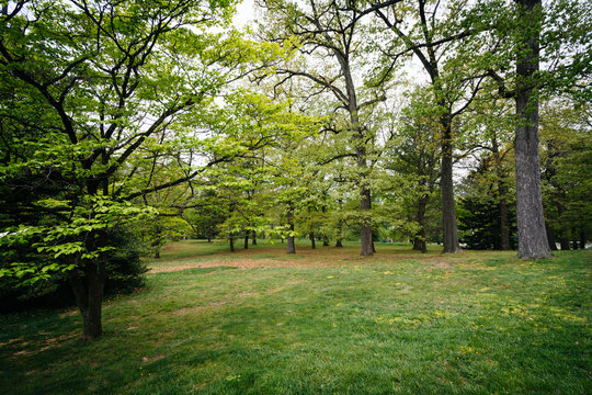 Trees At Notre Dame Of Maryland University, In Baltimore, Maryla