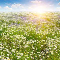 Field with daisies and sun on blue sky, focus on foreground