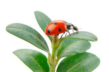 ladybird on green leaf isolated on a white background