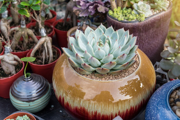 Miniature succulent plants