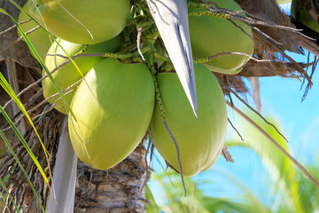 Coconuts tree