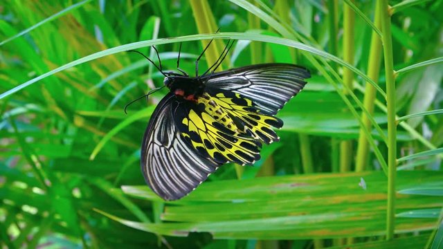 Solitary specimen of the Common Birdwing Butterfly, with its black, white and yellow wings, suspended upside down from a blade of grass. Video UltraHD