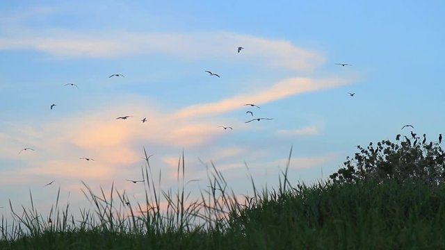 cormorants and gulls flying at sunset