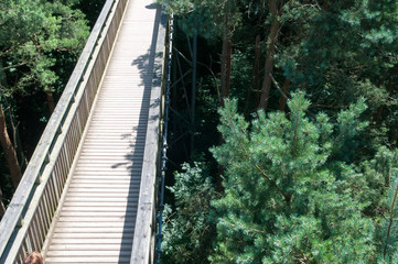 Wooden footbridge crossing high up over a forest