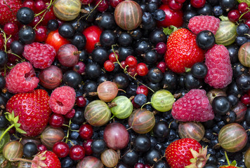 Fototapeta premium berry background with fresh raspberries, blueberries, currants, strawberries, cherries,