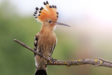 hoopoe disclosed with bangs  sunny hotspot