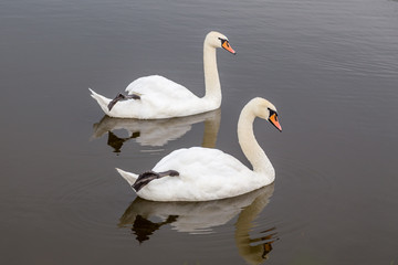 Synchronous swans couple bracing their legs upwards from the pond as a part of their mating ritual. Authentic farm series.