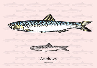 Anchovy fish. Vector illustration for web, education examples, graphic and packaging design. Suitable for patterns and artwork in 