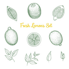 Vector hand drawn lime or lemon set. Top view. Drawn in ink.