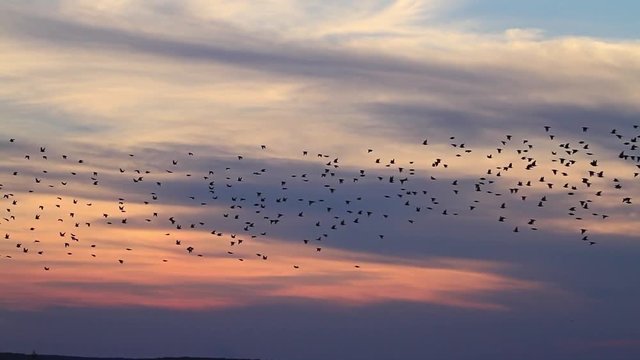 millionth flock of starlings flying at sunset