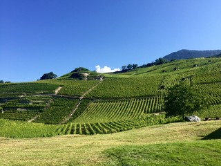 Fototapeta na wymiar Vigneti fra Bex e Aigle - Cantone di Vaud, Svizzera
