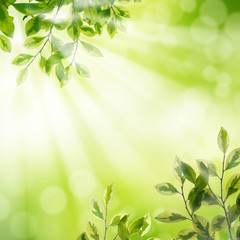 Fototapeta na wymiar Green Leaf background with sun ray