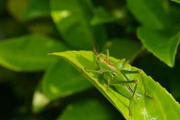 Punktierte Zartschrecke