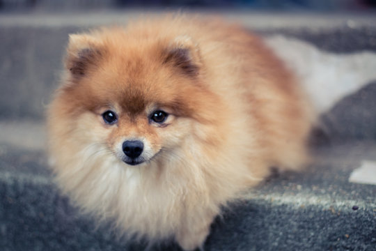 Pomeranian dog in a suspect face
