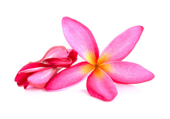Fototapeta na wymiar Pink Frangipani flower isolated on white