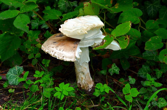 big cutted mushroom in the field