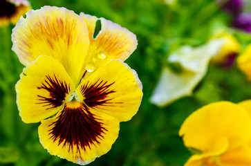 yellow pansie pansy flower. in the garden.