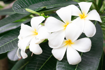 White frangipani tropical flower, plumeria flower blooming on tree, spa flower