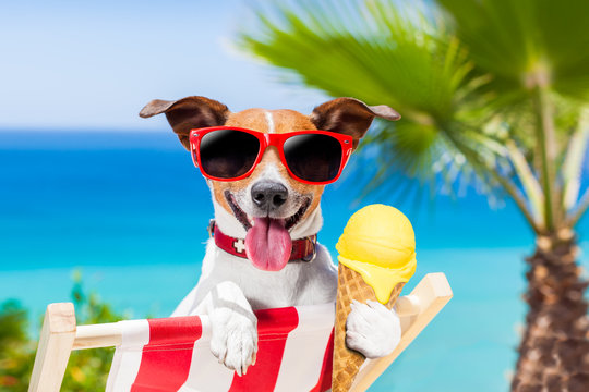 dog summer beach
