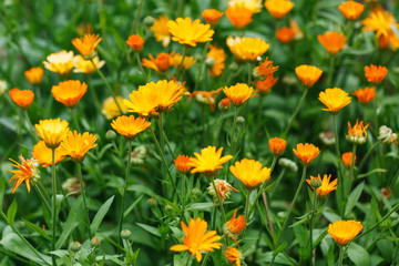 Summer background with growing flowers calendula, marigold
