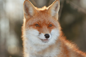red fox in winter forest Pretty