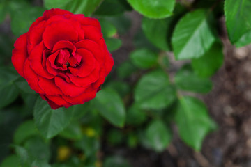Single big red rose in garden, top view