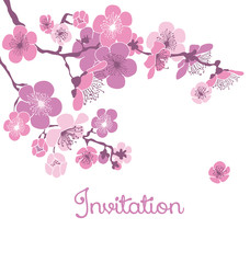 pale color cherry blossom on white background. vector illustrati