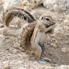 Ground Squirrel.