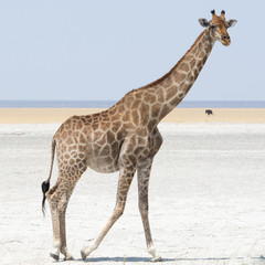 Giraffe walking at salt pan