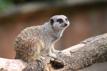 Obraz premium Meercat