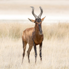 Obraz premium Red Hardebeest