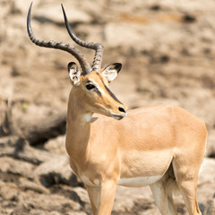 black-faced impala