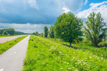 The shore of a lake in summer