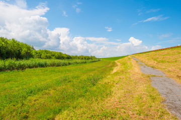 Path through wetland in sunlight in summer