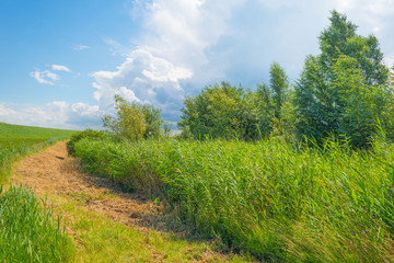 Path through wetland in sunlight in summer