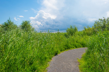 Path through wetland in sunlight in summer