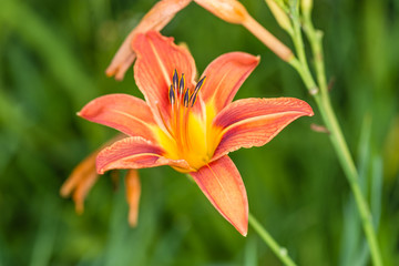 Цветок лилейника