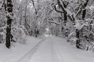 Path in the snow, surrounded by the trees