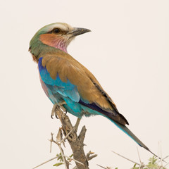 Lilac Breasted Roller