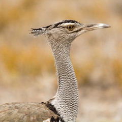 Kori Bustard