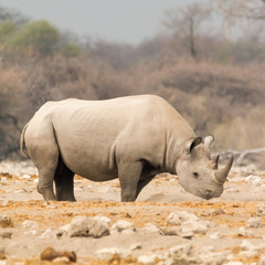 Fototapeta premium Rhinoceros