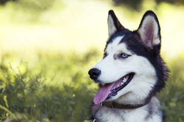 dog breed Siberian Husky