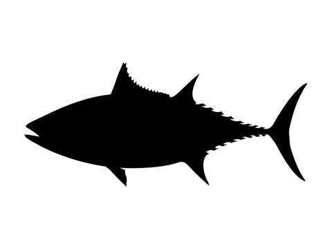 Albacore tuna silhouette. Vector illustration.