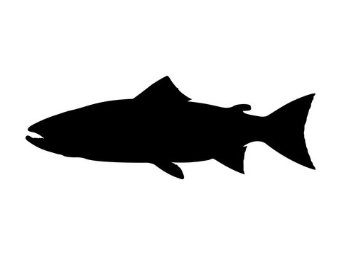 Atlantic salmon silhouette. Vector illustration.