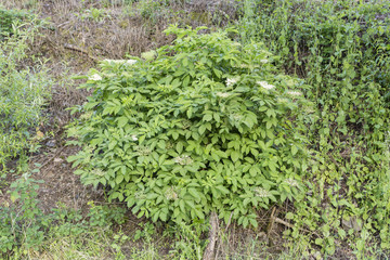 Fototapeta na wymiar Young shrub with elderberry flowers.